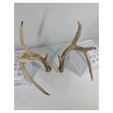 Whitetail Deer Antlers 10 Point Rack With Sticker Points Heavy Mass Wide Sweep - Combined (without spread): 125 1/2