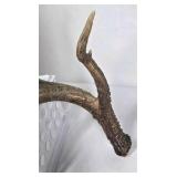 Whitetail Deer Antlers 10 Point Rack Heavy Mass Tall Beams Curved Tips - Combined (without spread): 122 1/2