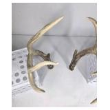 Whitetail Deer Antlers 8 Point Rack Tall Beams Moderate Mass Curved Frame - Combined (without spread): 110