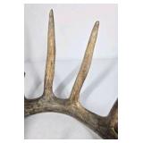Whitetail Deer Antler 7 Point Side Heavy Mass Long Tines Sticker Point - Combined (without spread): 76 1/4