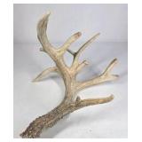 Whitetail Deer Antler 9 Point Side Heavy Mass Multi Tine Character - Combined (without spread): 74 1/4