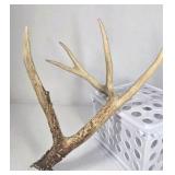Whitetail Deer Antler 5 Point Side Long Beam Tall Brow Tine - Combined (without spread): 63 1/4