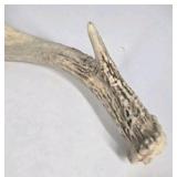 Lot of 2 Whitetail Deer Antler Sheds Palmation Heavy Beam Long Tines