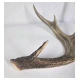 Lot of 2 Whitetail Deer Antler Sheds Long Beams Mixed Points Natural Character