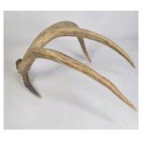 Lot of 2 Whitetail Deer Antler Sheds 5 Point & 4 Point Long Beams Curved Frame