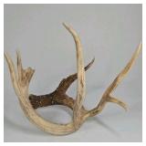 Whitetail Deer Antlers 12 Point Rack With Sticker Points Large Heavy Mass Wide Set - 148 3/4 + spread