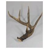 Whitetail Deer Antlers 12 Point Double Triple Crown Rack Heavy Mass Wide Set- approx 135 + Spread