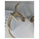 Whitetail Deer Antlers 9 Point Rack 7x5 Set Heavy Mass Long Tines Character Rack - Combined (without spread): 135