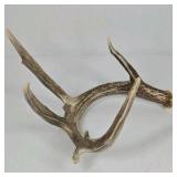 Whitetail Deer Antlers 10 Point Rack With Sticker Points Heavy Mass Wide Sweep - Combined (without spread): 125 1/2