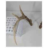 Whitetail Deer Antlers 10 Point Rack Heavy Mass Long Tines Character Pitted Bases - Combined (without spread): 122 1/4
