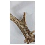 Whitetail Deer Antlers 10 Point Rack With Sticker Points Heavy Mass Wide Sweep - Combined (without spread): 125 1/2