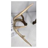 Whitetail Deer Antlers 10 Point Rack Heavy Mass Tall Beams Curved Tips - Combined (without spread): 122 1/2