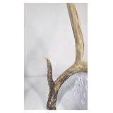 Whitetail Deer Antlers 8 Point Rack Tall Beams Moderate Mass Curved Frame - Combined (without spread): 110