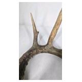 Whitetail Deer Antler 7 Point Side Heavy Mass Long Tines Sticker Point - Combined (without spread): 76 1/4
