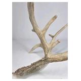 Whitetail Deer Antler 9 Point Side Heavy Mass Multi Tine Character - Combined (without spread): 74 1/4