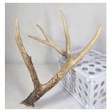 Whitetail Deer Antler 5 Point Side Long Beam Tall Brow Tine - Combined (without spread): 63 1/4