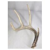 Lot of 2 Whitetail Deer Antler Sheds 4 Point Sides Long Beams - This is not a set