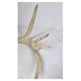 Lot of 2 Whitetail Deer Antler Sheds Palmation Heavy Beam Long Tines