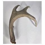 Lot of 2 Whitetail Deer Antler Sheds Long Beams Mixed Points Natural Character