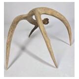 Lot of 2 Whitetail Deer Antler Sheds 5 Point & 4 Point Long Beams Curved Frame