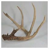 Whitetail Deer Antlers 12 Point Rack With Sticker Points Large Heavy Mass Wide Set - 148 3/4 + spread