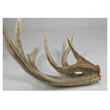 Whitetail Deer Antlers 9 Point Rack 7x5 Set Heavy Mass Long Tines Character Rack - Combined (without spread): 135
