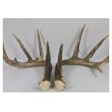 Whitetail Deer Antlers 10 Point Rack With Sticker Points Heavy Mass Wide Sweep - Combined (without spread): 125 1/2