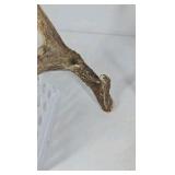 Whitetail Deer Antlers 10 Point Rack Heavy Mass Long Tines Character Pitted Bases - Combined (without spread): 122 1/4