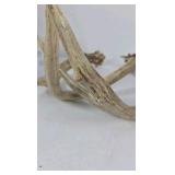 Whitetail Deer Antlers 10 Point Rack With Sticker Points Heavy Mass Wide Sweep - Combined (without spread): 125 1/2