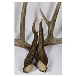 Whitetail Deer Antlers 10 Point Rack Heavy Mass Tall Beams Curved Tips - Combined (without spread): 122 1/2
