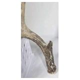 Whitetail Deer Antlers 8 Point Rack Tall Beams Moderate Mass Curved Frame - Combined (without spread): 110