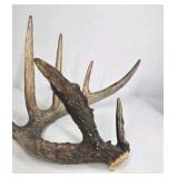 Whitetail Deer Antler 7 Point Side Heavy Mass Long Tines Sticker Point - Combined (without spread): 76 1/4