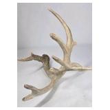 Whitetail Deer Antler 9 Point Side Heavy Mass Multi Tine Character - Combined (without spread): 74 1/4