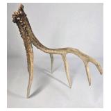 Whitetail Deer Antler 5 Point Side Long Beam Tall Brow Tine - Combined (without spread): 63 1/4