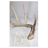 Lot of 2 Whitetail Deer Antler Sheds 4 Point Sides Long Beams - This is not a set