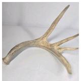 Lot of 2 Whitetail Deer Antler Sheds Palmation Heavy Beam Long Tines