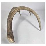Lot of 2 Whitetail Deer Antler Sheds Long Beams Mixed Points Natural Character