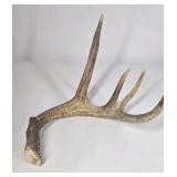 Lot of 2 Whitetail Deer Antler Sheds 5 Point & 4 Point Long Beams Curved Frame