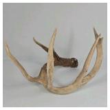 Whitetail Deer Antlers 12 Point Rack With Sticker Points Large Heavy Mass Wide Set - 148 3/4 + spread
