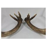 Whitetail Deer Antlers 12 Point Double Triple Crown Rack Heavy Mass Wide Set- approx 135 + Spread