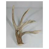 Whitetail Deer Antlers 9 Point Rack 7x5 Set Heavy Mass Long Tines Character Rack - Combined (without spread): 135