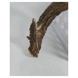 Whitetail Deer Antlers 10 Point Rack Heavy Mass Long Tines Character Pitted Bases - Combined (without spread): 122 1/4
