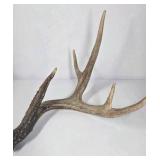 Whitetail Deer Antlers 10 Point Rack Heavy Mass Tall Beams Curved Tips - Combined (without spread): 122 1/2
