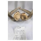 Whitetail Deer Antlers 8 Point Rack Tall Beams Moderate Mass Curved Frame - Combined (without spread): 110
