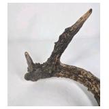 Whitetail Deer Antler 7 Point Side Heavy Mass Long Tines Sticker Point - Combined (without spread): 76 1/4