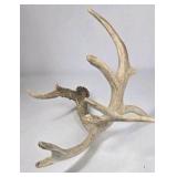 Whitetail Deer Antler 9 Point Side Heavy Mass Multi Tine Character - Combined (without spread): 74 1/4