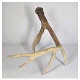 Whitetail Deer Antler 5 Point Side Long Beam Tall Brow Tine - Combined (without spread): 63 1/4