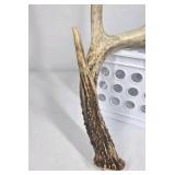 Lot of 2 Whitetail Deer Antler Sheds 4 Point Sides Long Beams - This is not a set