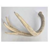 Lot of 2 Whitetail Deer Antler Sheds Palmation Heavy Beam Long Tines