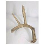 Lot of 2 Whitetail Deer Antler Sheds Long Beams Mixed Points Natural Character